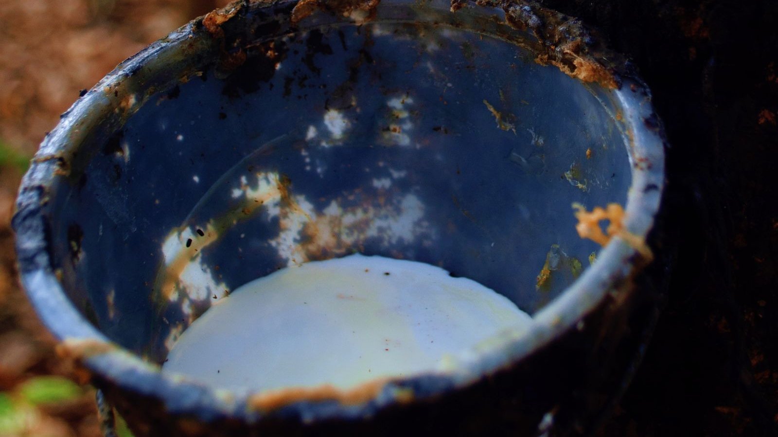 Latex collected in a cup from a tapped rubber tree