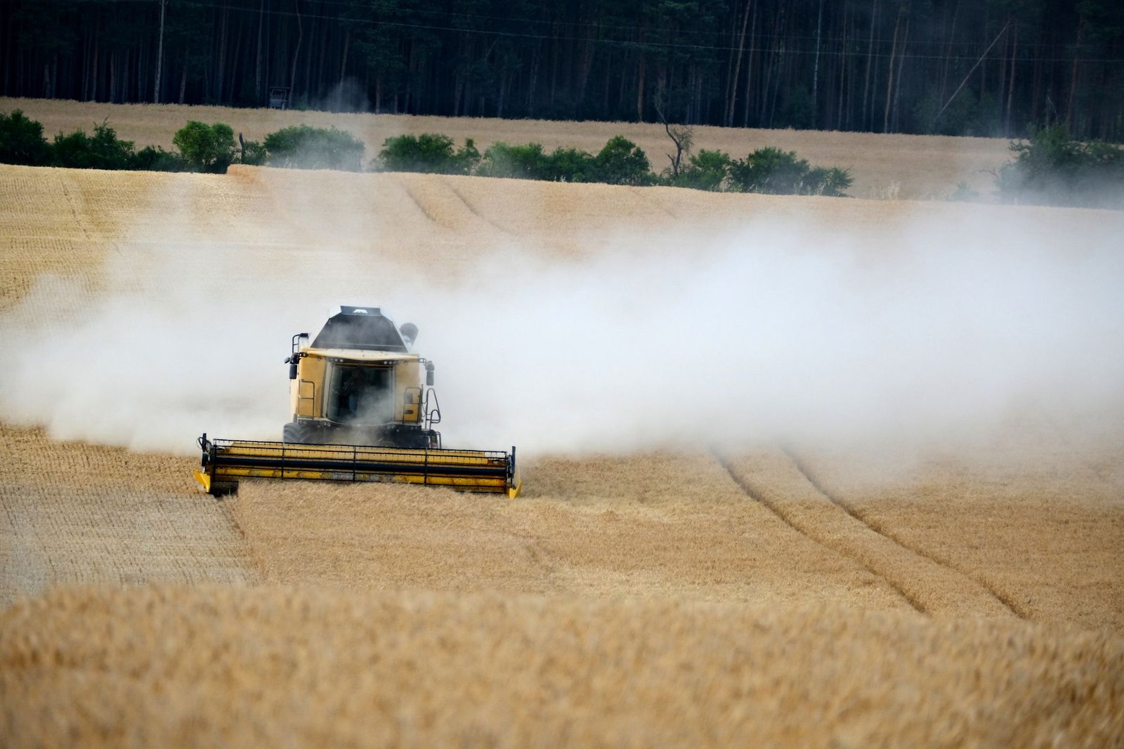 Combine harvester operating in a wheat field (stock photo, illustrative)
