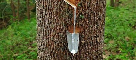 Where Rubber Comes From